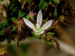 Image of Wahlenbergia tenella (L. fil.) Lammers