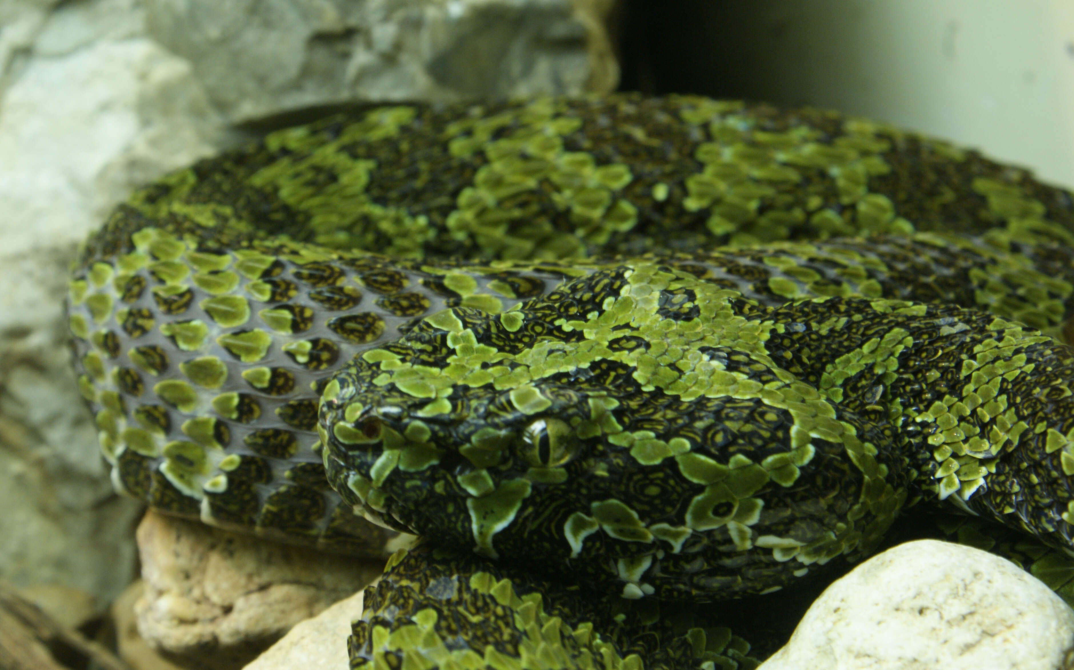 Image of Mang Mountain Pit Viper