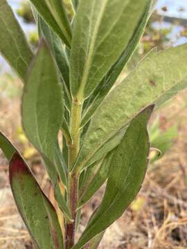 Image of rough Canada goldenrod