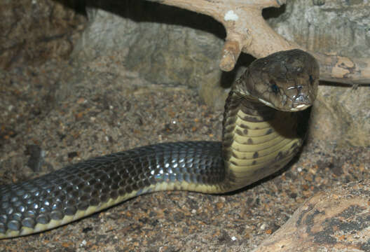 Image of Central Asian Cobra