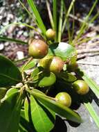 Image of Vitex uniflora Baker