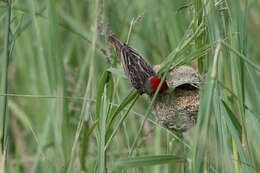 Image of Red-headed Quelea