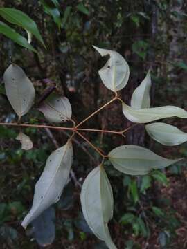 صورة Rhodamnia acuminata C. T. White