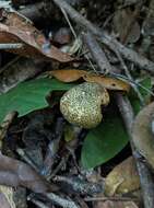 Imagem de Austroboletus austrovirens N. A. Fechner, Bougher, Bonito & Halling 2017