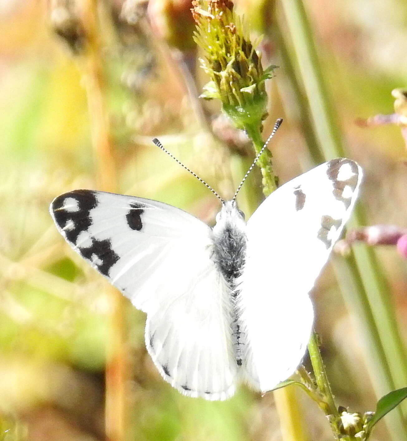 Image of Pontia helice (Linnaeus 1764)