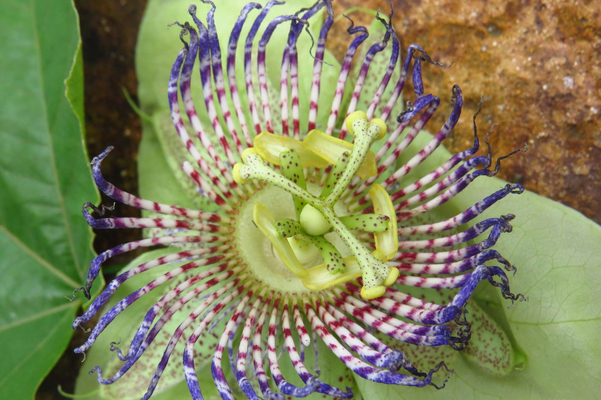 Image of Passiflora platyloba Killip