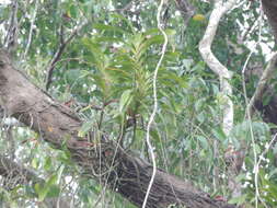 Image of Arachnis labrosa (Lindl. & Paxton) Rchb. fil.