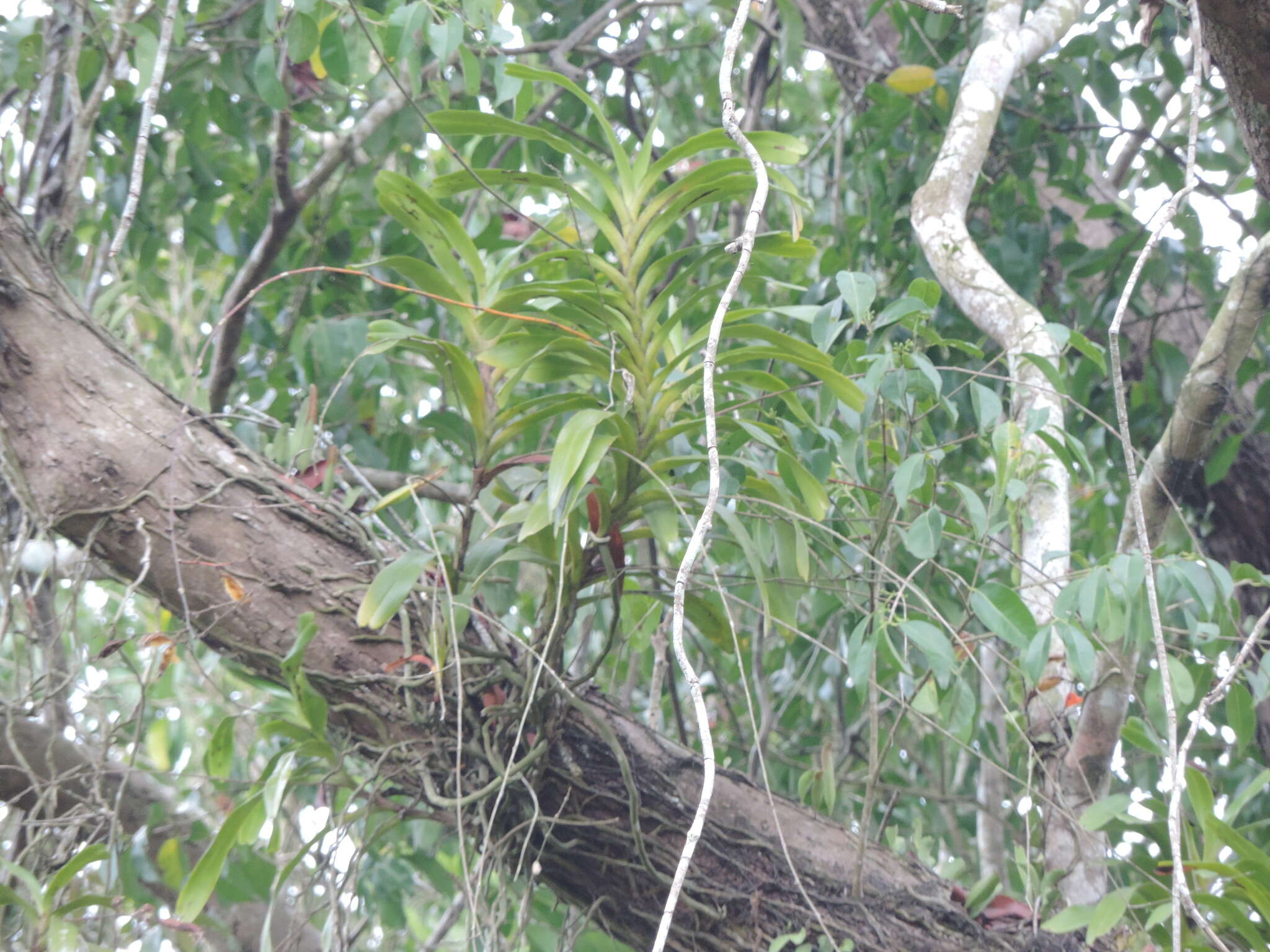 Image of Arachnis labrosa (Lindl. & Paxton) Rchb. fil.