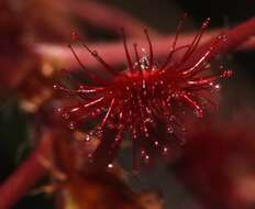 Image of Drosera madagascariensis DC.