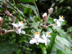 Image of Tripogandra grandiflora (Donn. Sm.) Woodson