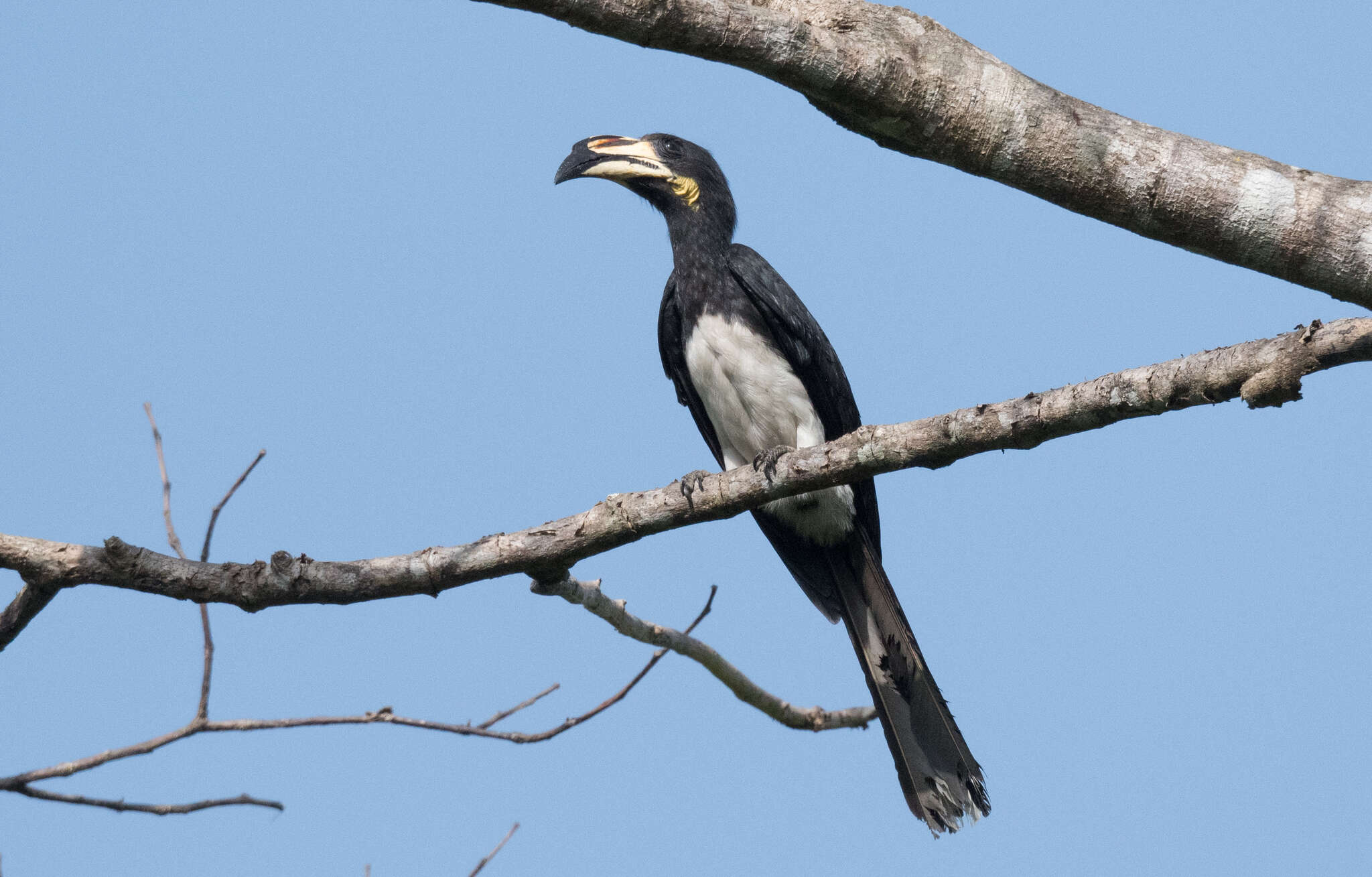 Lophoceros fasciatus (Shaw 1812) resmi