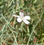 Image of brownplume wirelettuce