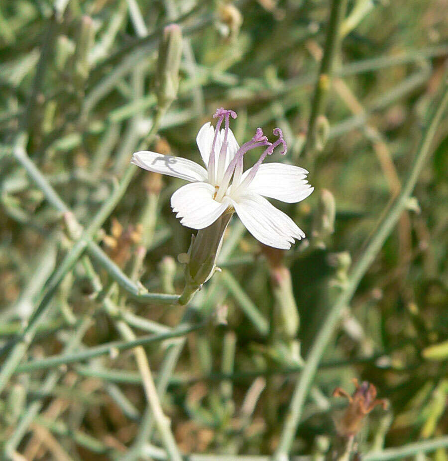 Image of brownplume wirelettuce