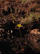 Image de Eulophia hians var. inaequalis (Schltr.) S. Thomas