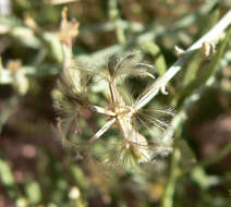 Image of brownplume wirelettuce