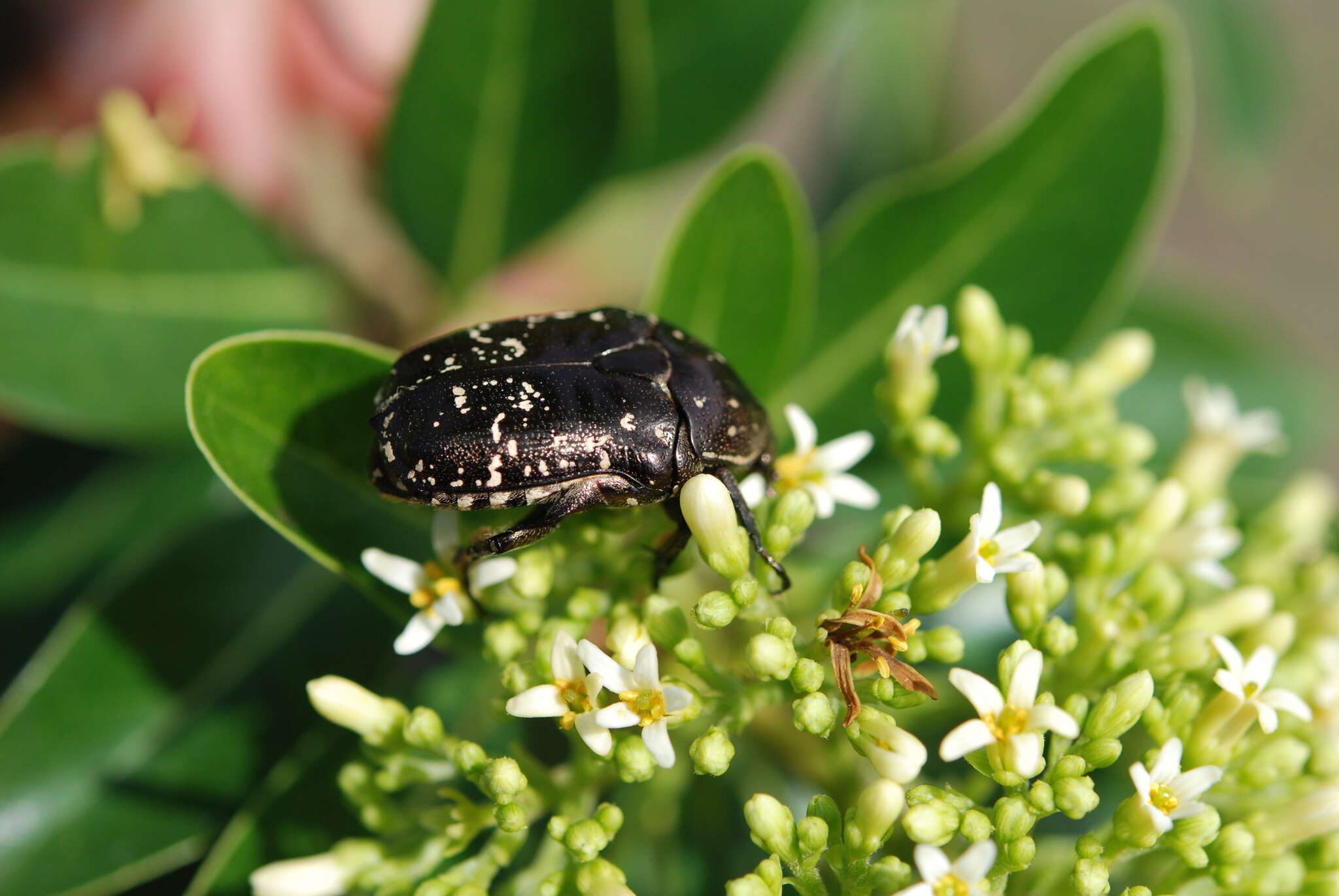 Image of Protaetia (Calopotosia) orientalis sakaii Kobayashi 1994