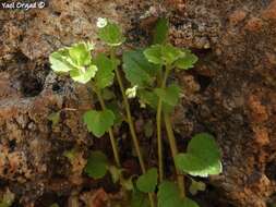 Image of Veronica panormitana Tineo ex Guss.