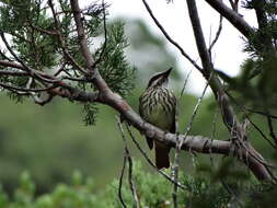 Image of Sulphur-bellied Flycatcher