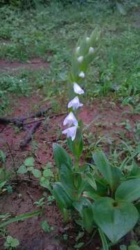 Image of Habenaria heyneana Lindl.