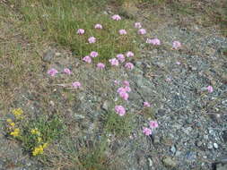 Image of Armeria denticulata (Bertol.) DC.