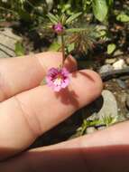 Image of Layne's monkeyflower