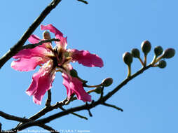 Image of Ceiba speciosa (A. St.-Hil., A. Juss. & Cambess.) P. Ravenna