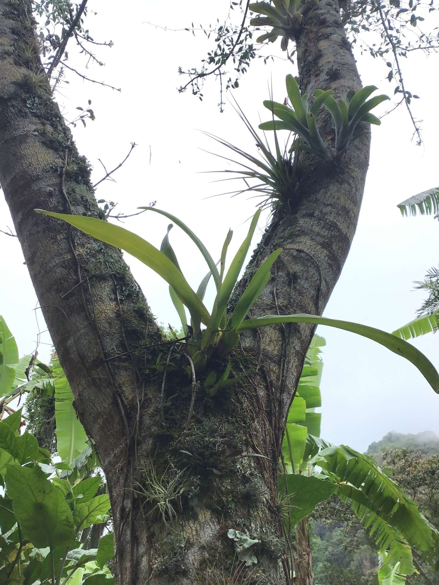 Image of Maxillaria densa Lindl.