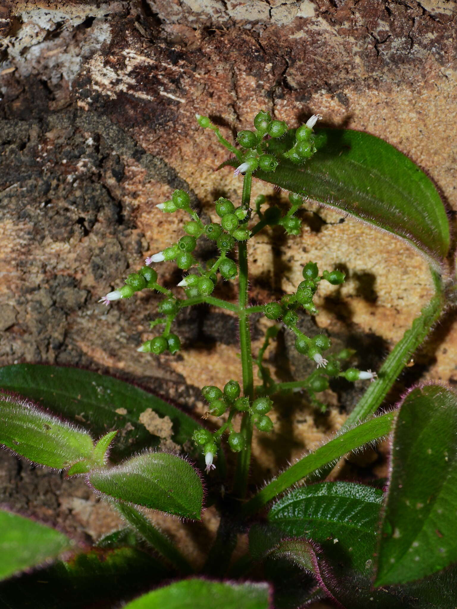 Aciotis rubricaulis (C. Martius ex DC.) Triana的圖片