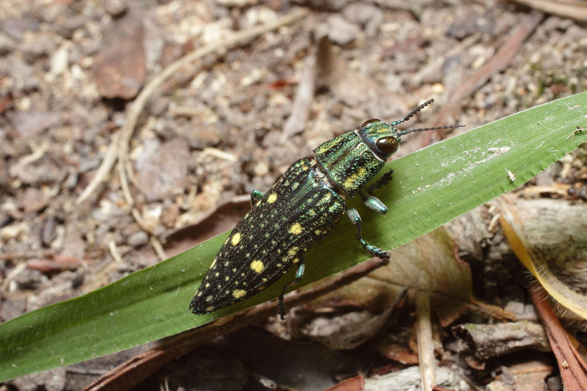 Imagem de Nipponobuprestis amabilis (Snellen von Vollenhoven 1864)