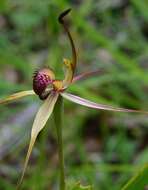 Caladenia montana G. W. Carr的圖片