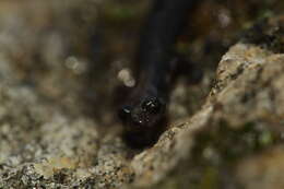 Image of Tehachapi Slender Salamander