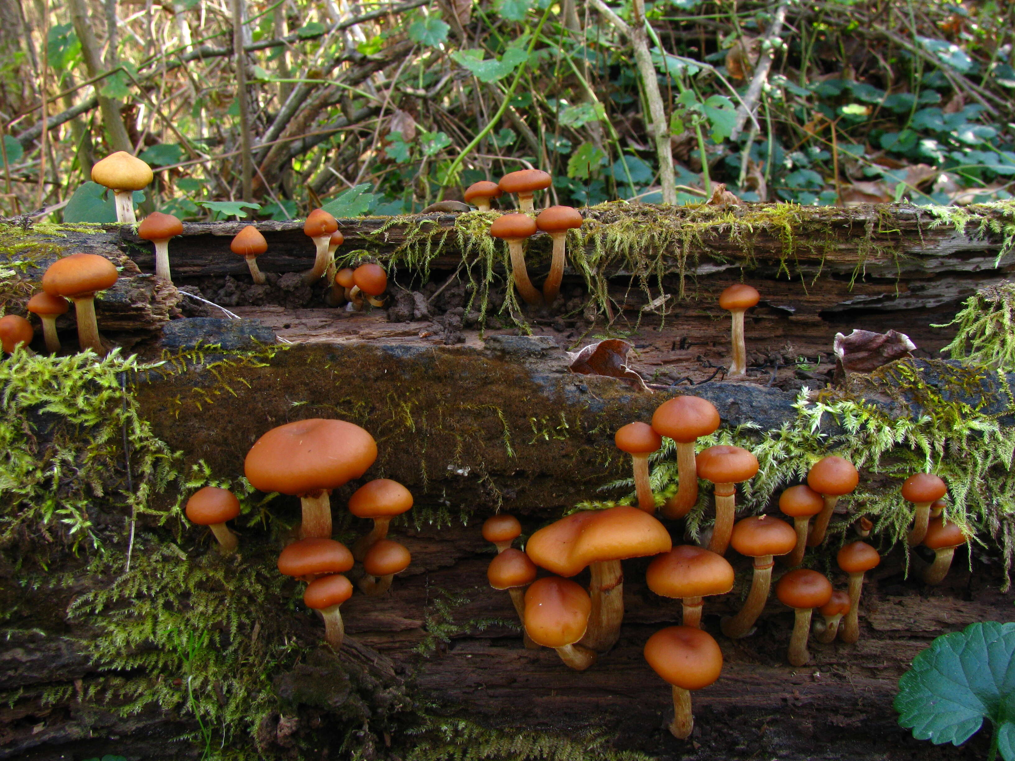 Image of Galerina marginata (Batsch) Kühner 1935