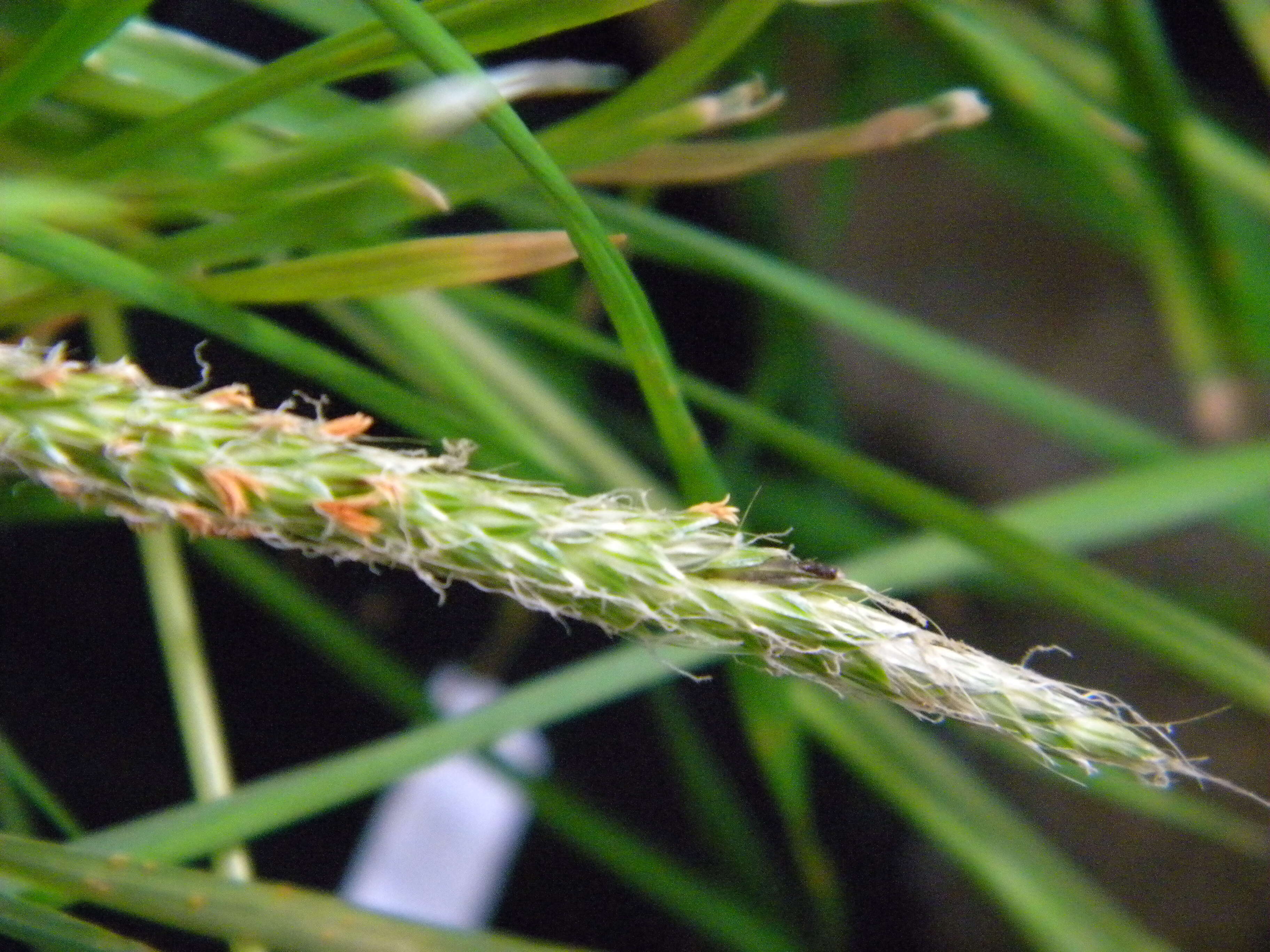 Image of Ergot