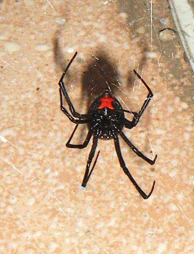 Image of Black widow spider