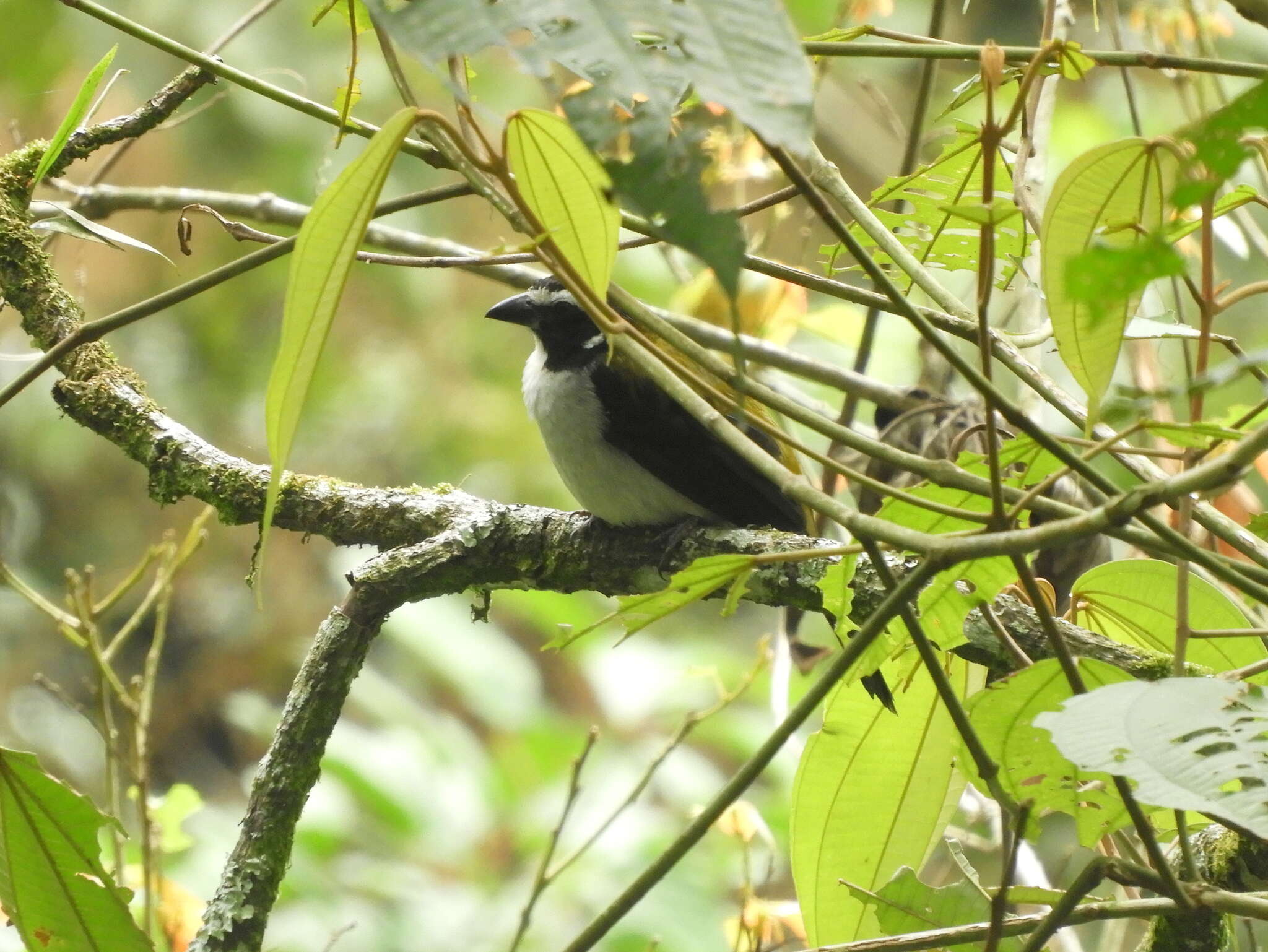 Image of Black-winged Saltator