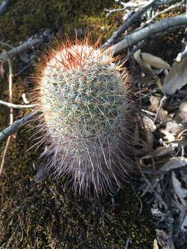 Image de Mammillaria rekoi (Britton & Rose) Vaupel