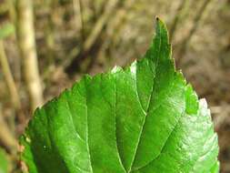 Image of Rubus sciocharis (Sudre) W. C. R. Watson