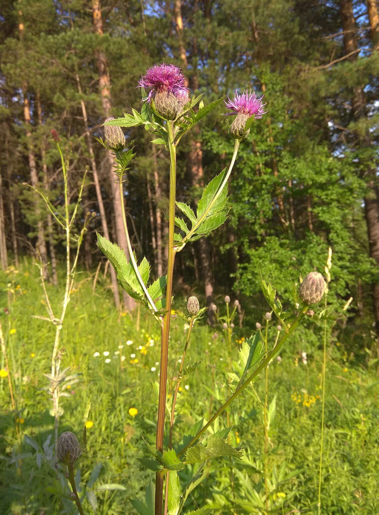 Plancia ëd Serratula coronata L.