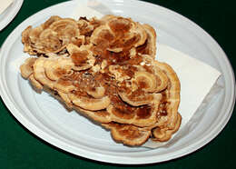 Image of Turkey Tail