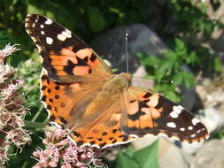 Image of Vanessa cardui