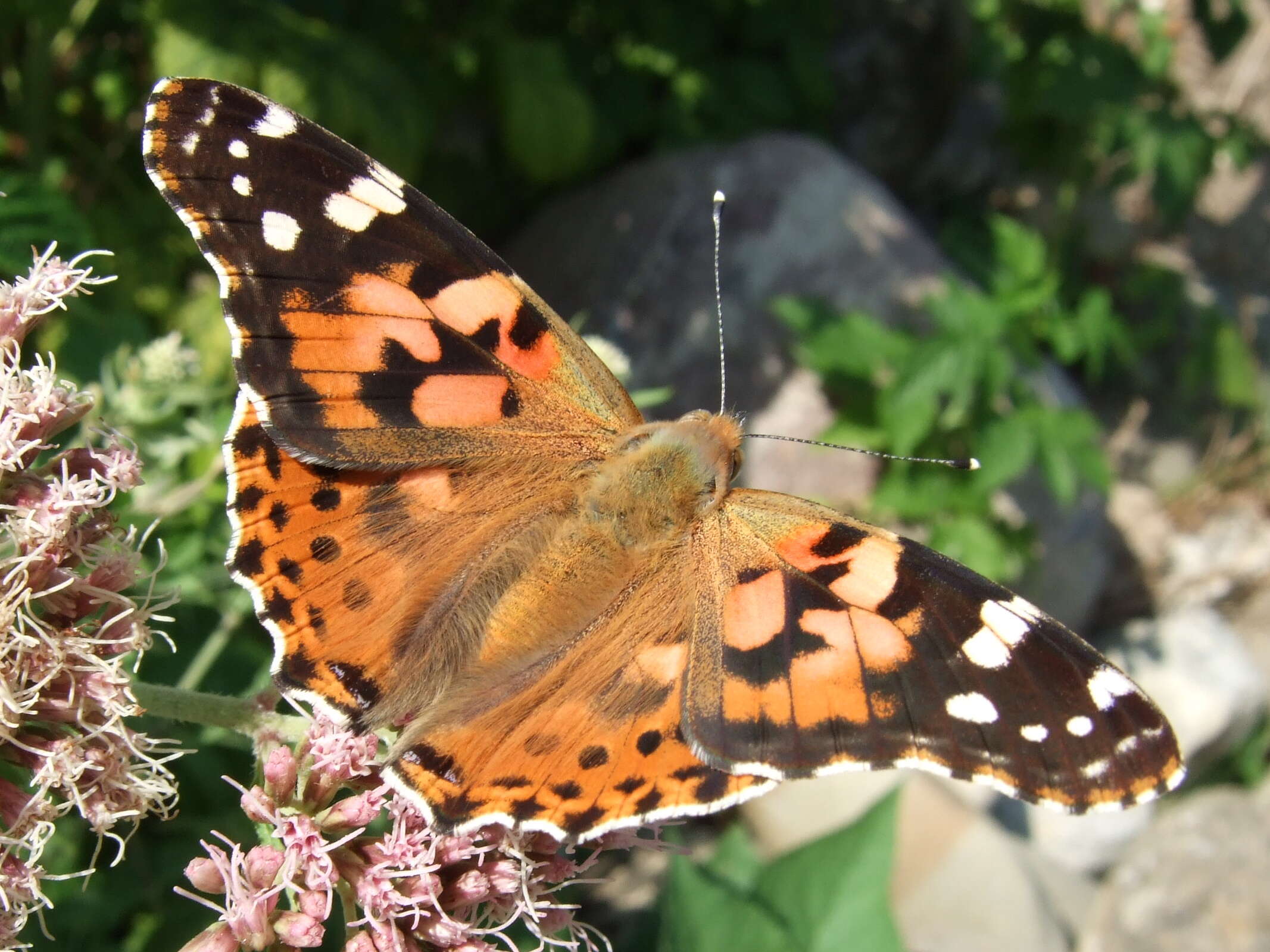 Image of Vanessa cardui