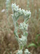 Image of field cudweed