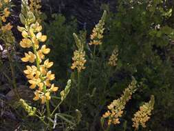 Image of narrowflower lupine