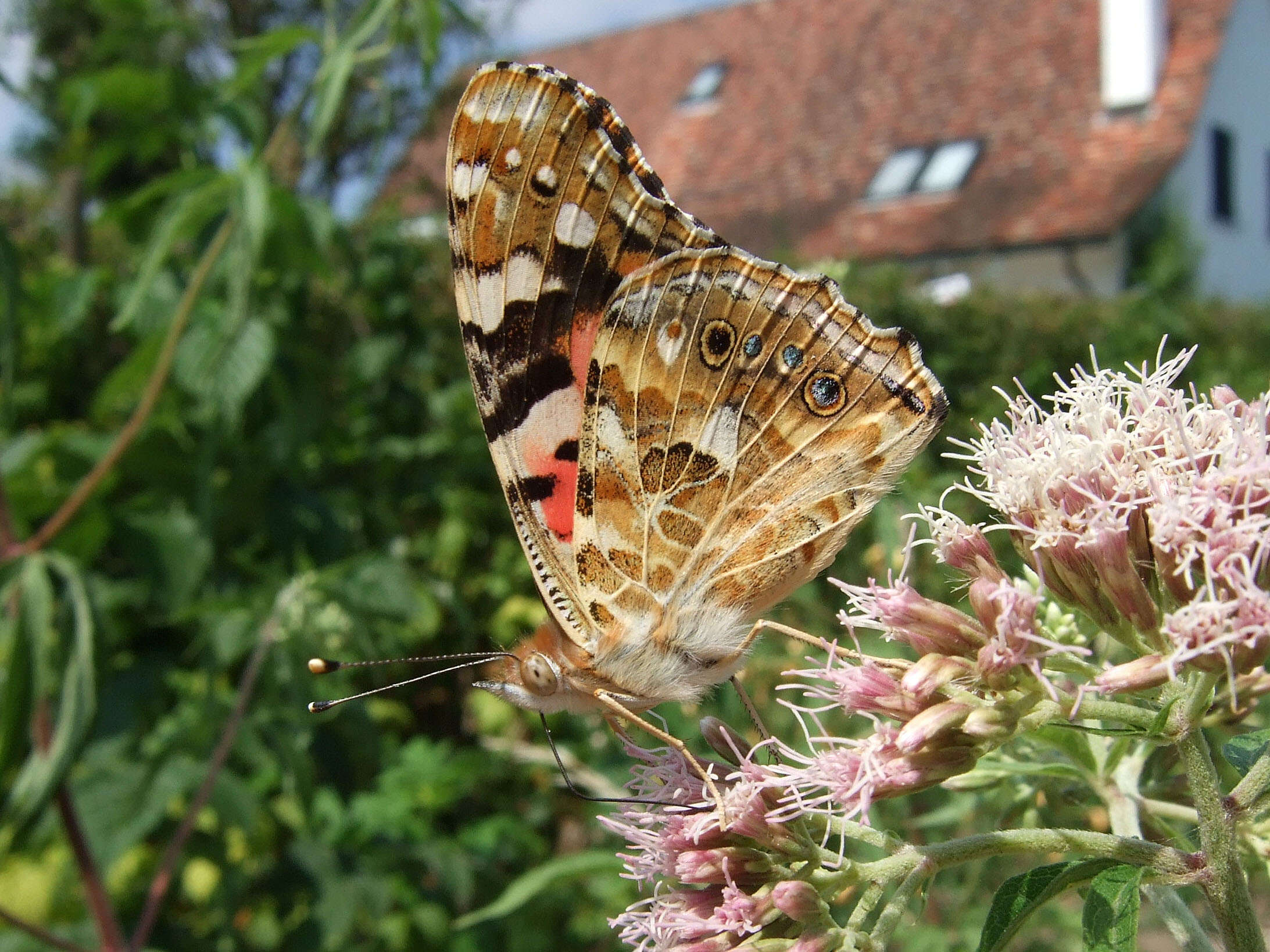 Plancia ëd Vanessa cardui