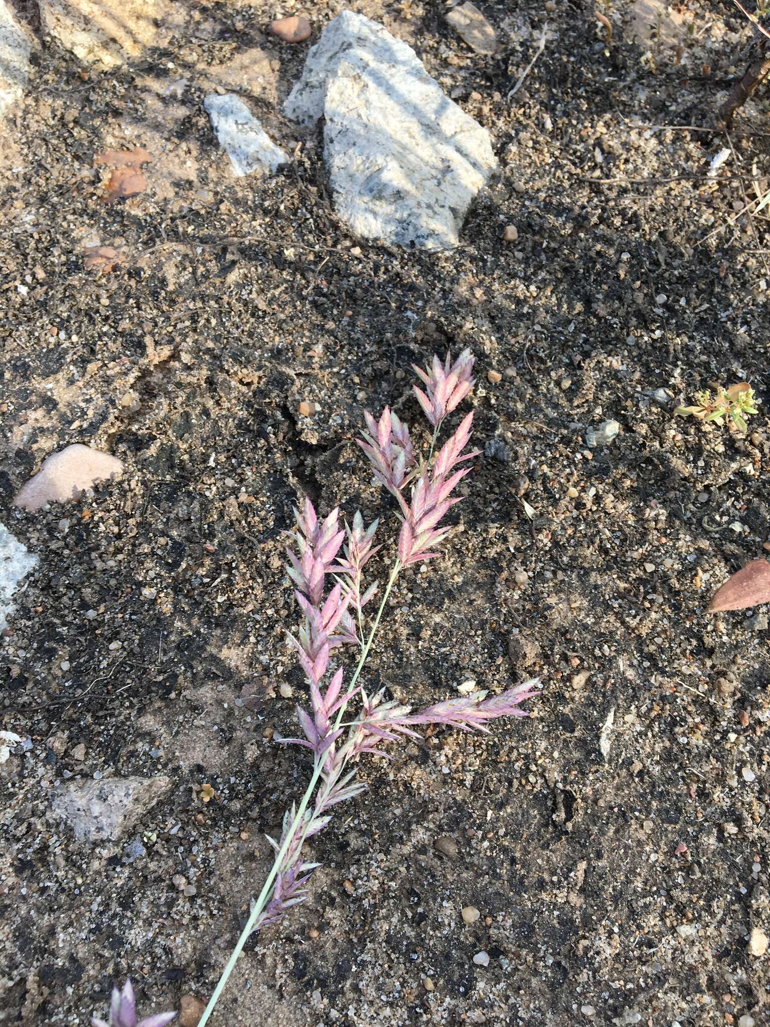 Image of Red Love Grass