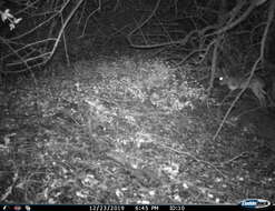 Image of Granada Hare