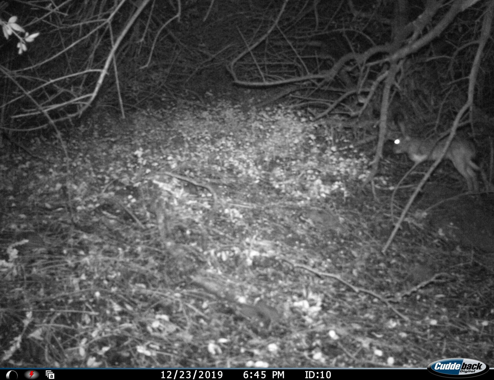 Image of Granada Hare