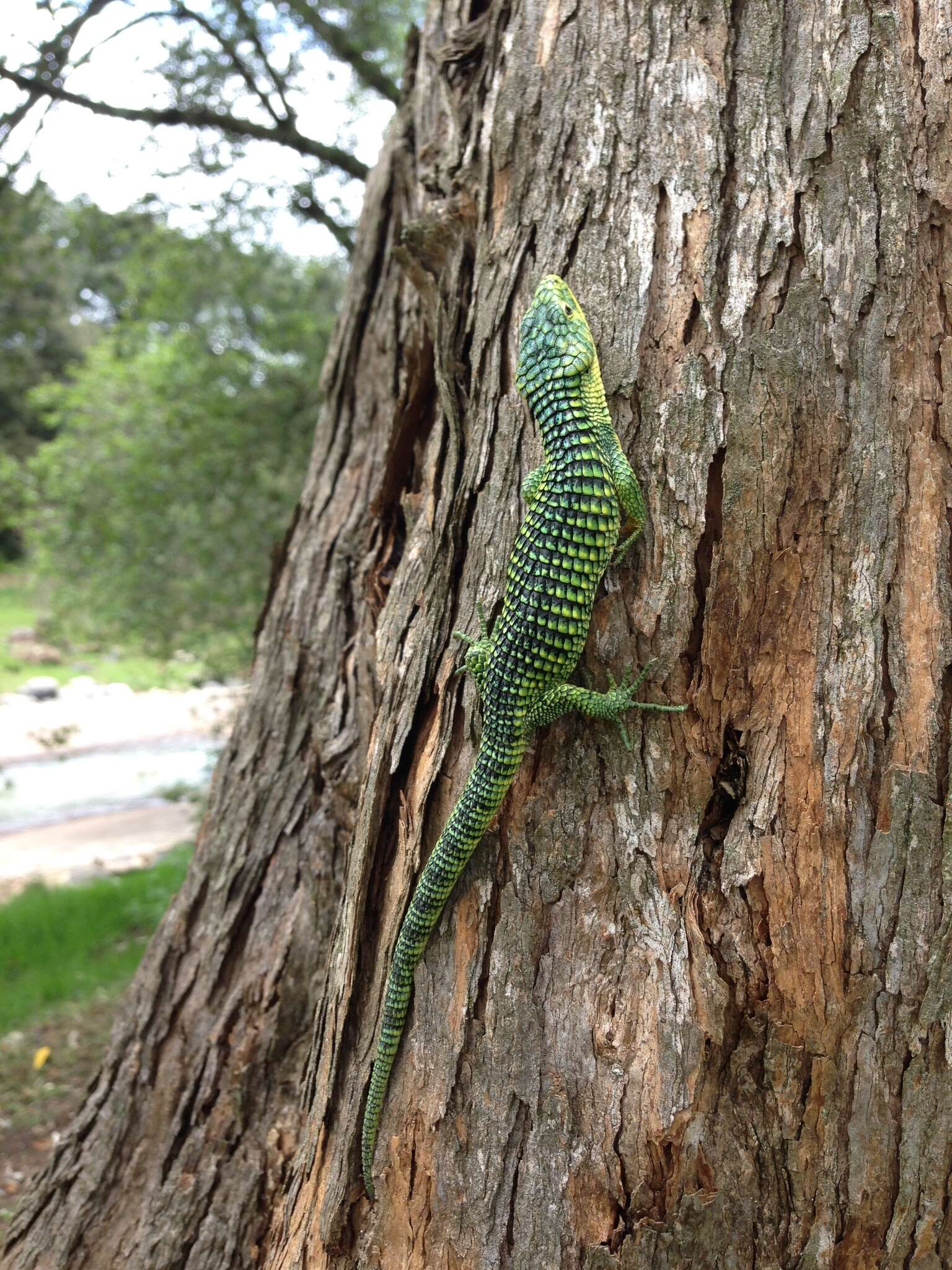 Слика од Abronia graminea (Cope 1864)