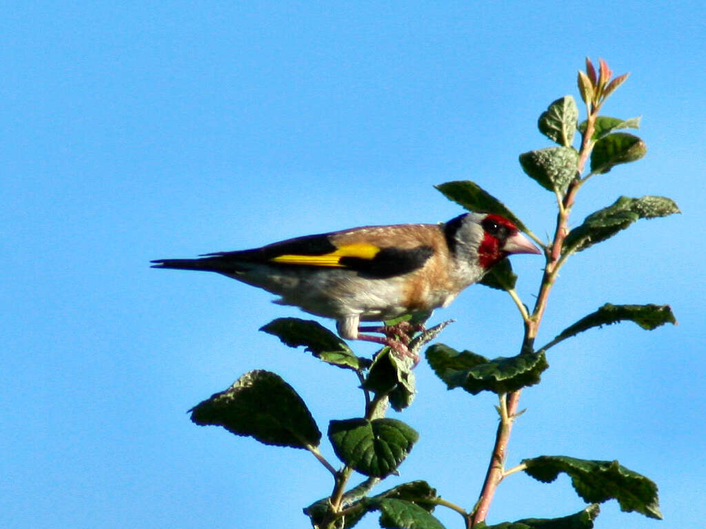 Image of European Goldfinch