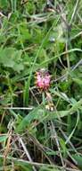 Imagem de Platycapnos spicata (L.) Bernh.